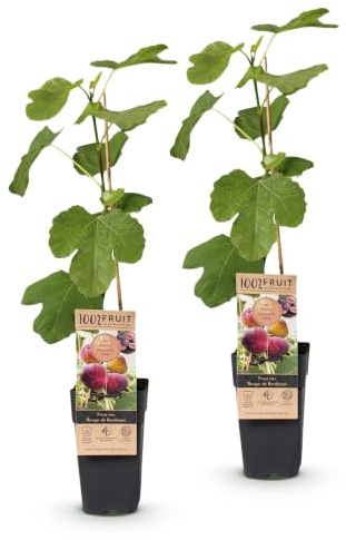 Higuera Ficus Carica, Planta de Exterior para Terraza, Pack de 2
