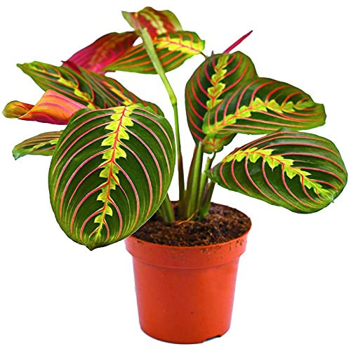 Maranta Leuconeura Planta de la Oración Altura 30cm Planta Natural