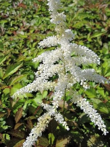 Prachtspiere Deutschland - Astilbe japonica Deutschland