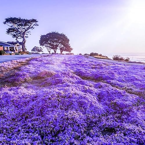 19500+ Creeping Thyme Ground Cover Herb Seeds for Planting Outdoor-Non-GMO Thymus Serpyllum Magic Carpet Plant in Your Home Garden Backyard