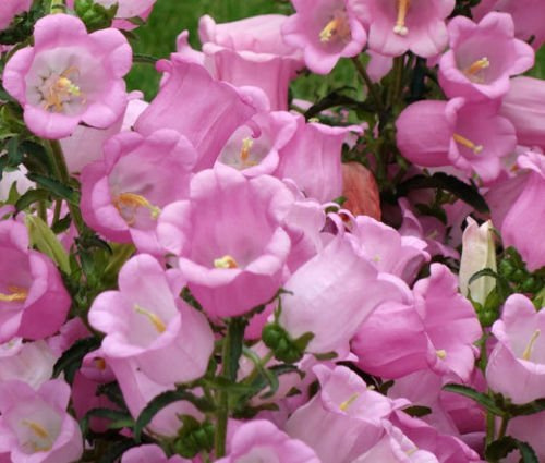 Canterbury Bells Pink Campanula Medium - 100 seeds bulk : Seeds Only