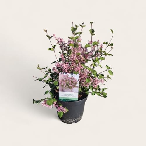 Flieder `Bloomerang Pink Perfume´ (Zwergflieder), 40-60cm im Topf