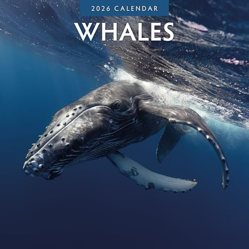 Whales - 2026 Square Wall Calendar - by Red Robin Publishing