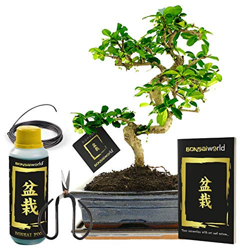 vdvelde.com - Bonsaiworld Bonsai Baum XL Starter Set - 7-teilig - Bonsai mit S-form ca. 12 Jahre alt (Pflanzenhöhe: ca. 35 cm), Keramik topf, Untersetzer, Schare, Draht, Dünger und Bonsaibuch