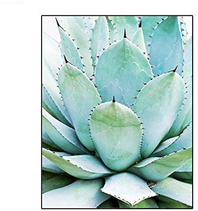 Leinwand Malerei Druck Agave Kaktus Sukkulente Poster Botanische Wandkunst Moderne Bilder Küche Wohnzimmer Dekor 30x50 cm / 11,8 x 19,7 Kein Rahmen