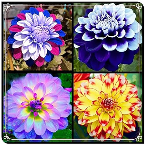 Dahlia Bulbs Mix Golden Jade Carving Feels Beautiful Now Mixed Garden Crop for Planting Now UK Strong Plants That Grow Well