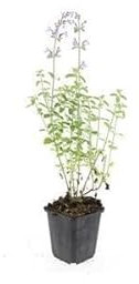 Katzenminze - Nepeta 'Walker's Low' - 10-25cm - Ø9cm - 40 Stück