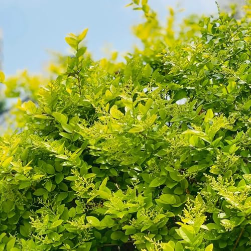 siepe di ligustro rare decorazioni giardino per esterni semi tappezzanti ufficio sempreverdi interno per zone soleggiate rialzata interno 225semi