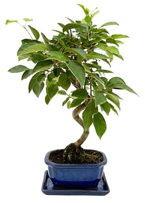 I GIARDINI DI GIULIA - Bonsai Melo 8 Anni in Vaso di Ceramica con Sottovaso | Pianta Vera Fruttifera da Interno ed Esterno | Fioritura Primaverile e Piccoli Frutti Decorativi | Facile da Curare