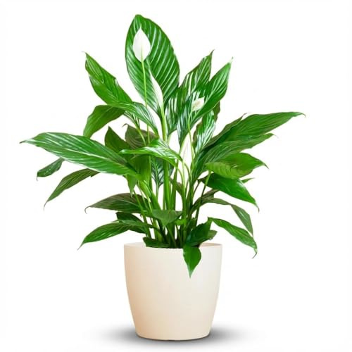 Green boutiQ - Zimmerpflanze - Einblatt - Spathiphyllum - Weiß - Pflegeleicht - 1 Pflanze - mit Potter Weiß - Topf 21cm - Höhe 70-80cm
