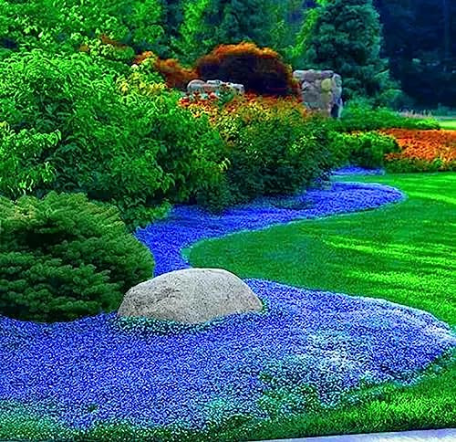 50.000 semi Timo blu strisciante, varietà perenne senza OGM, si diffonde lentamente come un tappeto blu naturale a causa della sua natura strisciante.