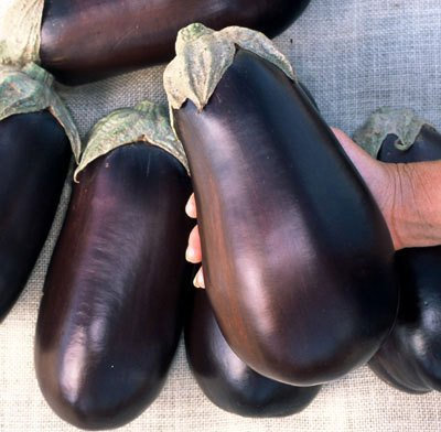 French Heirloom Heritage Aubergine Eggplant Seeds. American USA Florida HIGH Bush. Certified Organic Grower