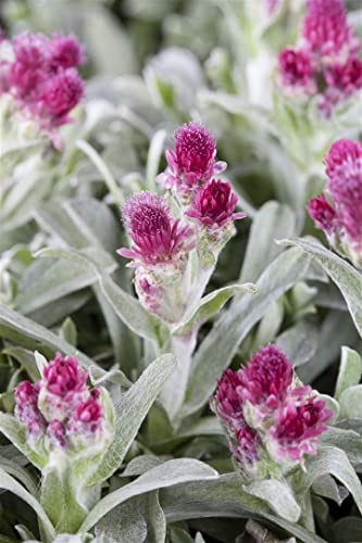 Antennaria dioica 'Rubra' 9x9 cm Topf – Winterhart, Immergrün, Pflegeleicht – Katzenpfötchen – Bodendecker für Steingarten & Trockenbeet