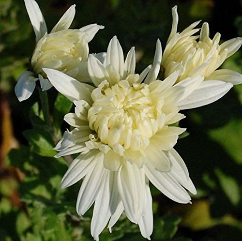 Winteraster Larry - Chrysanthemum hortorum - lebende Gartenpflanze aus den Baumschulen