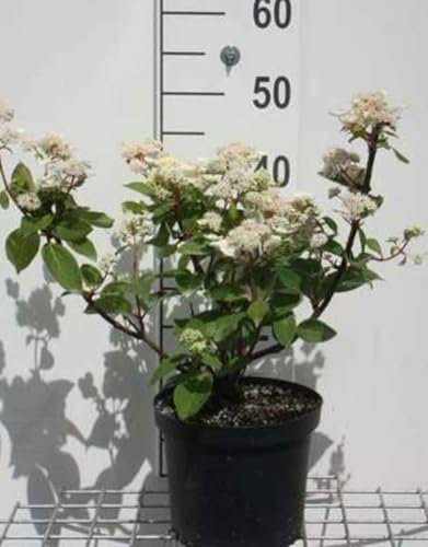 Hydrangea pan. 'Dharuma' - Hydrangée Paniculé 30-40 cm en pot