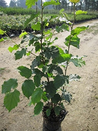 Corylus avellana - Gemeine Hasel - Haselnussstrauch Preis nach Größe 60-100 cm