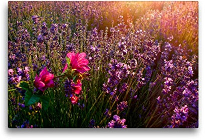 Premium Textil-Leinwand 45 x 30 cm Quer-Format Traum-Ziele - Lavendel der Provence, Frankreich | Wandbild, HD-Bild auf Keilrahmen, Fertigbild auf hochwertigem Vlies, Leinwanddruck von Peter Roder
