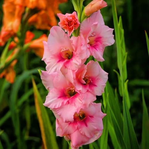 Bulbo De Gladiolo-Gladiolos Bulbos,Planta De Gladiolos,Gladiolus Tristis,Flores Ornamentales-8Bulbos-c