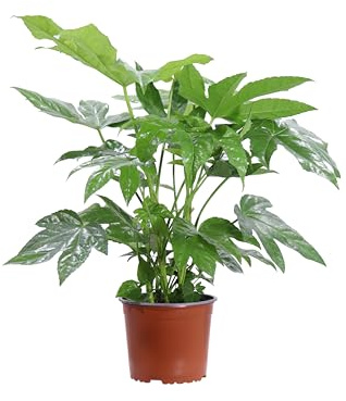 Pianta vera di Fatsia Japonica o Aralia Pianta ornamentale da arredo interno o da esterno venduta da eGarden.store (Vaso 17 cm)