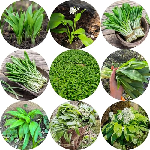 semillas de ajo silvestre - ajo silvestre de jardín invierno Variedades hortalizas tradicionales,s y silvestres, Semillas, resistentes en 350semillas