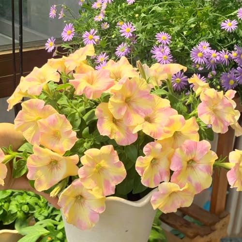 semillas de petunia colgantes excelente decoración hermosas de 180pcs