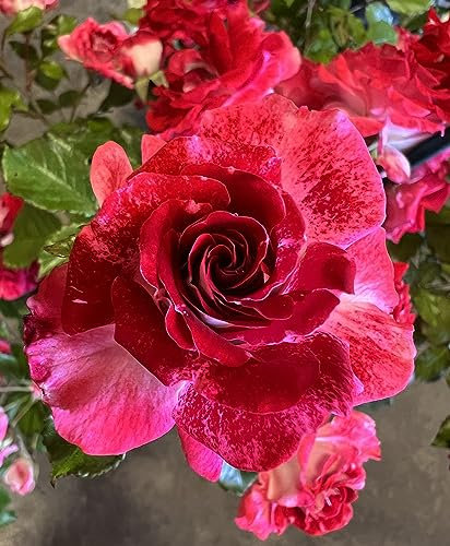 'My Mum' Potted Rose - Beautiful Cherry Red & White Blooms - Floribunda Rose - Lovely Gift Idea