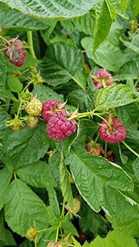 Rubus idaeus 'Heritage' / Framboisier 'Heritage' (Remontant) / Conteneur de 3 à 4 litres