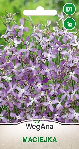 WegAna Abendlevkoje 1g Samen Nachtduftende Levkoje - Anspruchslos Niedrige Pflanzen Hausgarten Rabattenblume Duftpflanze Gartenpflanzen Balkonpflanzen Bienenweide Blumen Saatgut