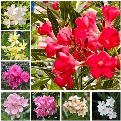 semi di oleandro balcone resistenti rialzata in vaso esotiche selvatici giardino roccioso 12pcs