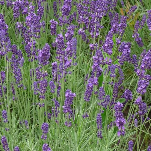6 x Provence Garten Lavendel - Lavandula Intermedia 'Dutch' Topf 9x9cm: Groß, duftend, pflegeleicht.