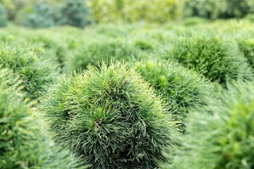 Pinus strobus 'Minima' 20–25 cm – Winterhart, Immergrün, Pflegeleicht – Zwerg-Weymouthskiefer – Konifere für Steingarten & Kübel