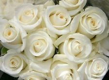Schneewittchen-Rosenbusch. Weitere Rosen finden Sie in unserem Shop.