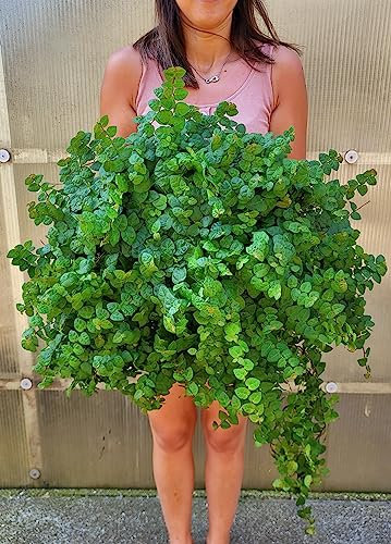 POWERS TO FLOWERS - FICUS PUMILA, FICUS REPENS, VASO 25CM pianta vera