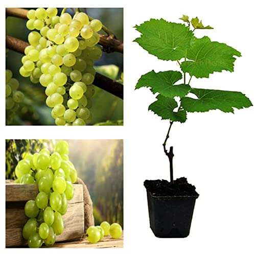 Carbeth Plants Grape Plant 'Phoenix' High Yielding Large Plant in 9cm Pot