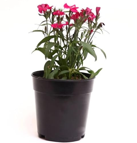 Clavel Natural Dianthus Chinensis Planta para Jardines o Terrazas