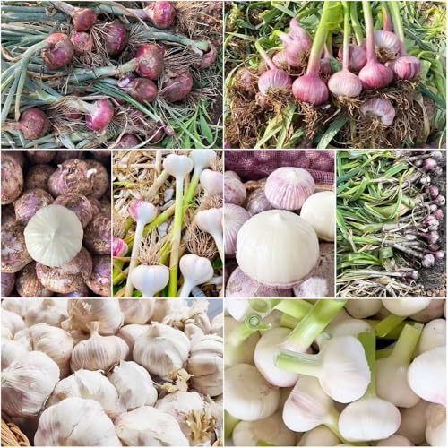 knoblauchsamen heilkräuter pflanzensamen gemüsebeet gewächshaus aussaat schattenpflanzen elefantenknoblauch küchenkräuter pflanzknoblauch frühjahr 300samen