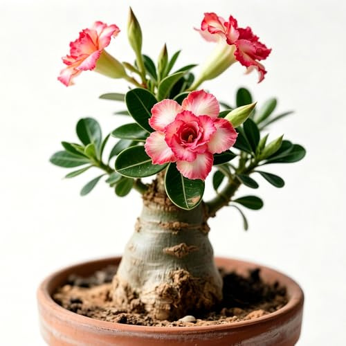 Adenium obesum - Rosa del deserto rampicante balcone giardino balcone 3Rhizome