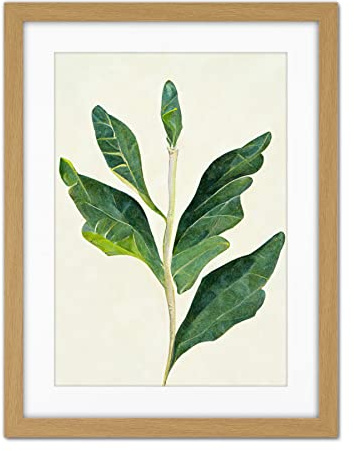 Doppelganger33 LTD Detail of Rubber Fig Plant Botanical Illustration Artwork Framed Wall Art Print 18X24 inch