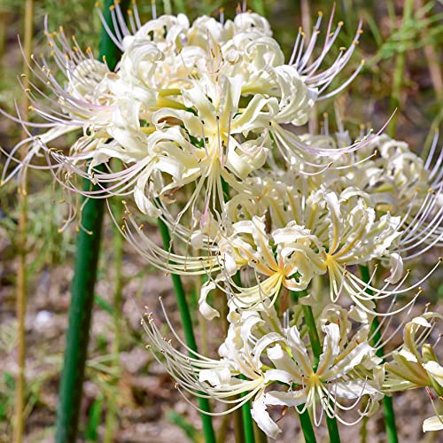 bulbi giglio ragno - Lycoris Radiata del balcone resistente giardino del balcone giardino decorativo 10pcs