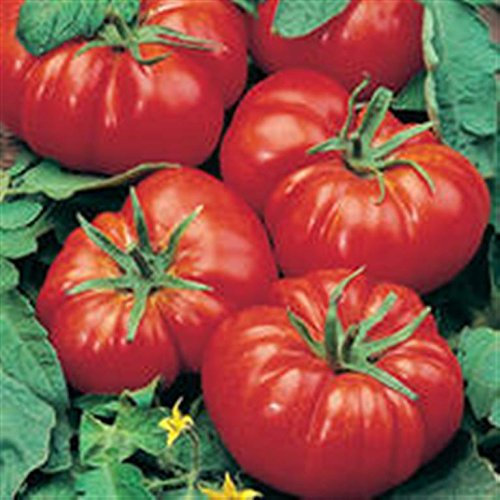 MARMANDE French Heritage Heirloom Bright RED Ribbed Huge Meaty Beefsteak Tomato Seeds. Certified French Organic Grower