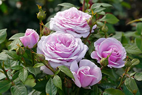 Edelrosen in vielen Sorten und Farben (Im 5 Liter Container, Pacific Blue)