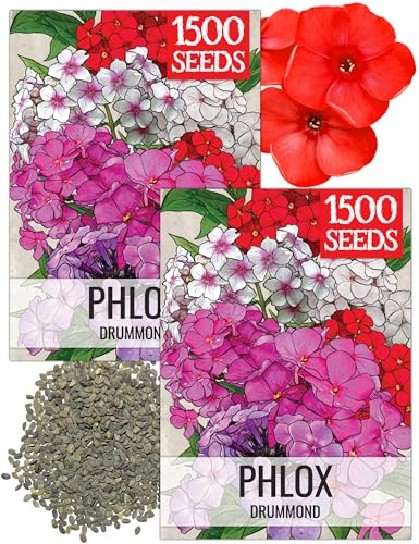 Seed Needs Annual Phlox Seeds for Planting a Colorful Mixture of Flowers - Heirloom & Open Pollinated Wildflowers to Attract Butterflies and Other Pollinators to an Outdoor Garden (2 Packs)