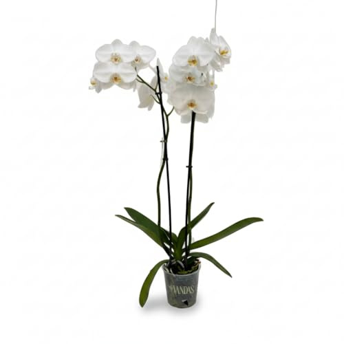 Vandas Phalaenopsis a 2 Rami – Orchidea a Doppio Stelo | Fiore Elegante e Duraturo | Idea Regalo Raffinata | Made in Italy [Colore in base alla disponibilità]