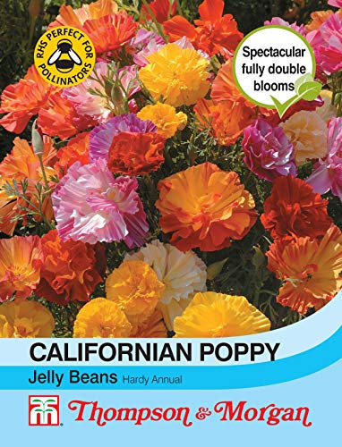Thompson & Morgan - Flowers - Californian Poppy Jelly Beans - 125 Seed