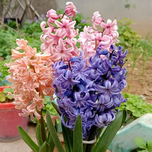 4bulbi di giacinti resistenti - resistenti, autunnali dalla decorazione, appartamento, mini giardino