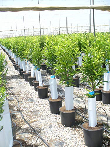 Mandarinenbaum/Zitrus mandarino/clementino 130-150 cm