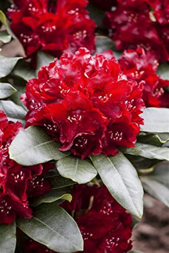 Rhododendron Hybr. 'Cherry Kiss' 40-50 cm - Rhododendron, kirschrote Blüten, Blütezeit Mai-Juni, ideal für Halbschatten, immergrün, winterhart