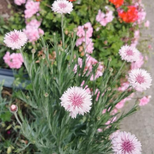 Semi di fiordaliso Centaurea cyanus semi di campo da giardino 350pcs