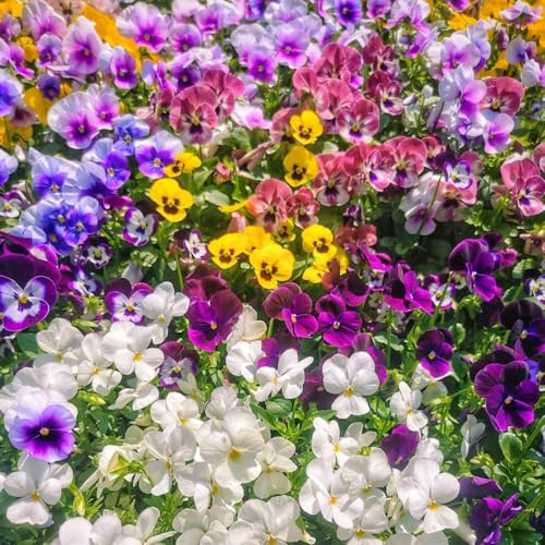 Semillas de pensamiento, Las de pensamiento son resistentes Viola tricolor, comprar de pensamientos para lugares soleados orgánicas 1000pcs