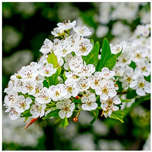 25 Hawthorn 1-2ft Tall Hedging in 1L Pots,Plants,Whitethorn,Quickthorn,Thorny Native Hedge 3fatpigs®